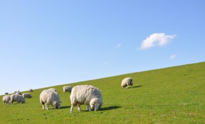 sheep-1877430_960_720