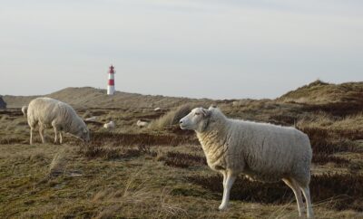 sheep-4544180_960_720